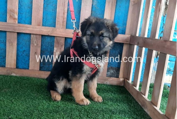 ---german-shepherd-61_4