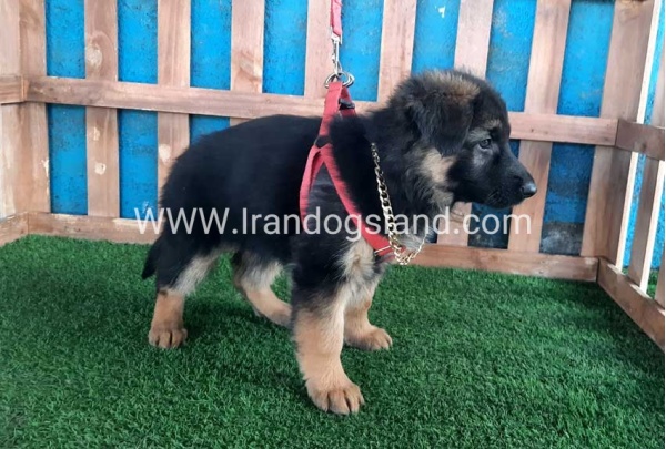 ---german-shepherd-61_5