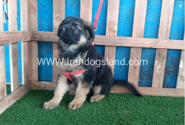 ---german-shepherd-61_6