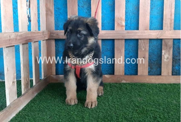 ---german-shepherd-61_7