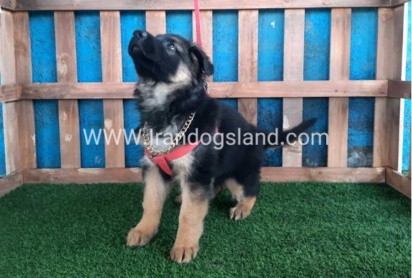 ---german-shepherd-61_8