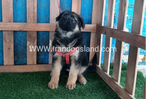 ---german-shepherd-61_9