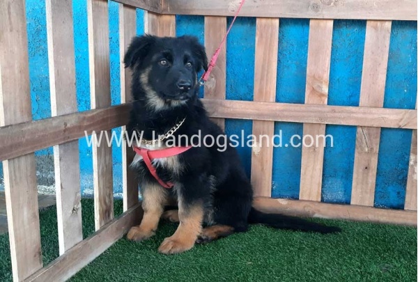 ---german-shepherd-63_1