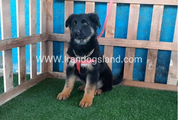---german-shepherd-63_10