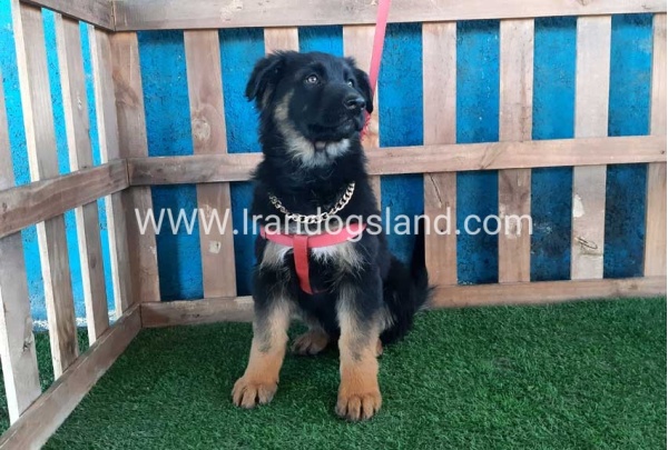 ---german-shepherd-63_11