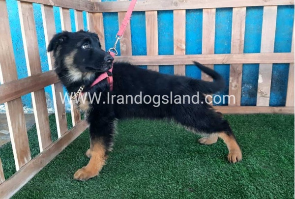 ---german-shepherd-63_2