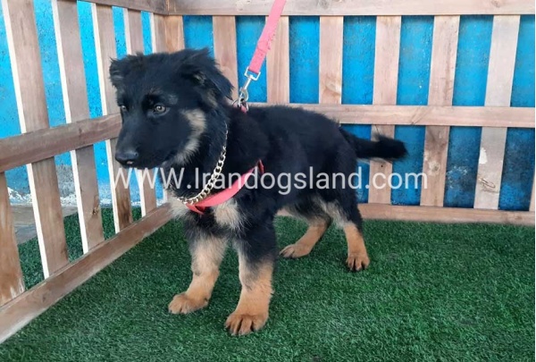 ---german-shepherd-63_3