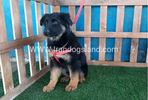 ---german-shepherd-63_4