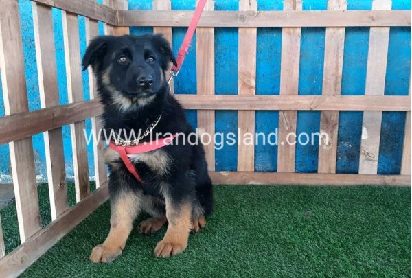 ---german-shepherd-63_5