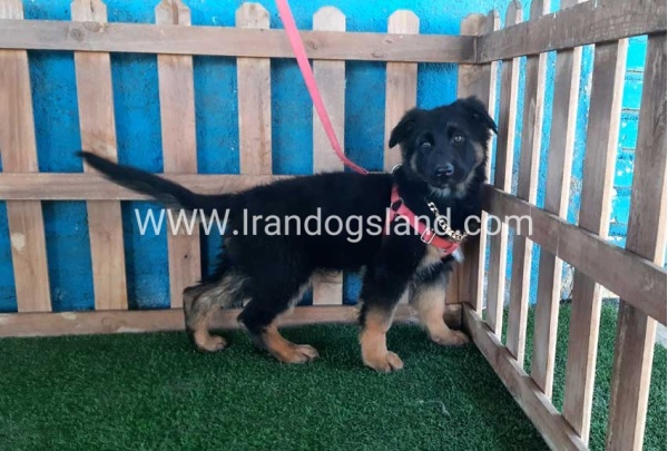 ---german-shepherd-63_6
