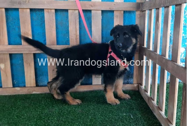 ---german-shepherd-63_7