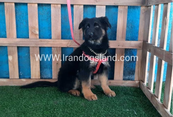 ---german-shepherd-63_8