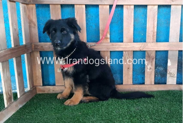 ---german-shepherd-63_9