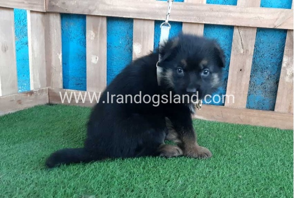 ---german-shepherd-66_1