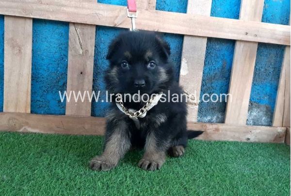 ---german-shepherd-66_10