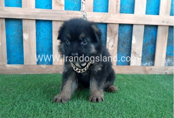 ---german-shepherd-66_2