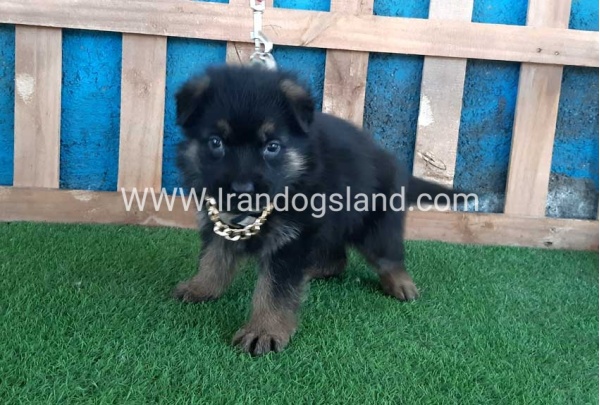 ---german-shepherd-66_3