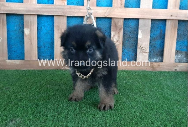 ---german-shepherd-66_4