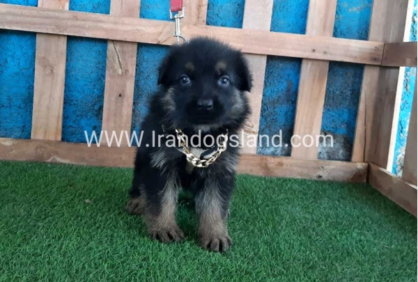 ---german-shepherd-66_5