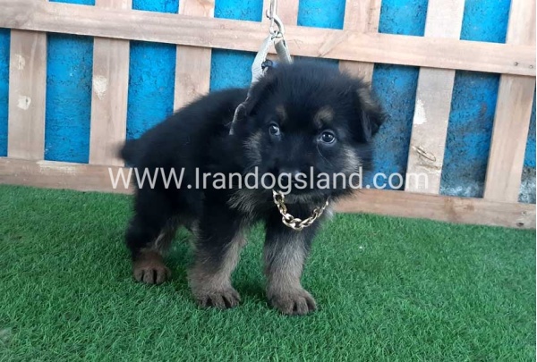 ---german-shepherd-66_6