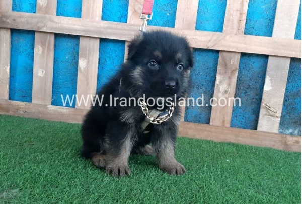 ---german-shepherd-66_7