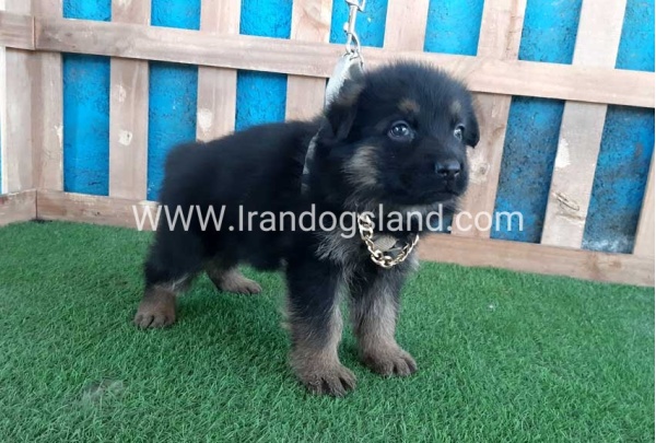 ---german-shepherd-66_8