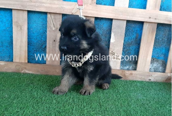 ---german-shepherd-66_9
