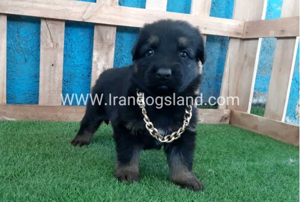 ---german-shepherd-68_10