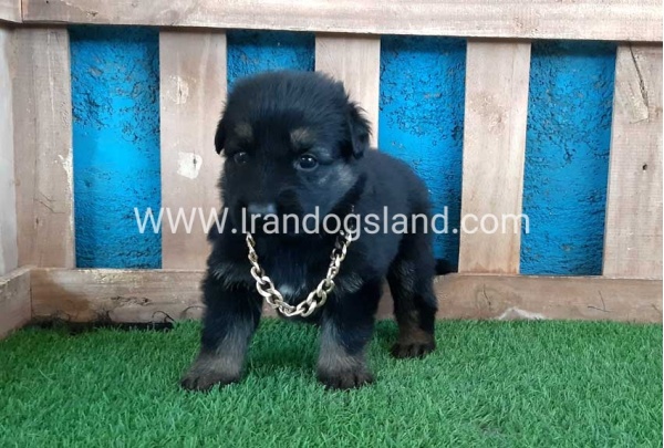 ---german-shepherd-68_12