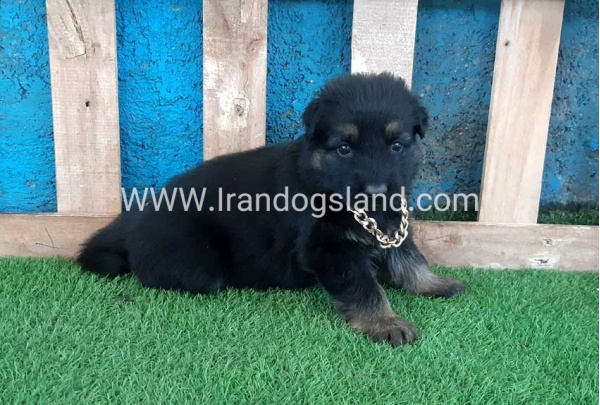 ---german-shepherd-68_2