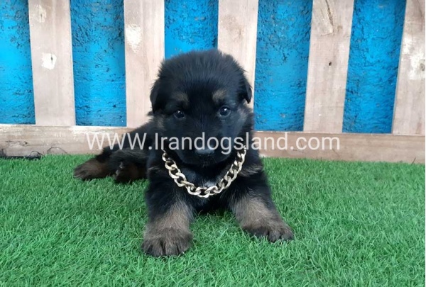 ---german-shepherd-68_3