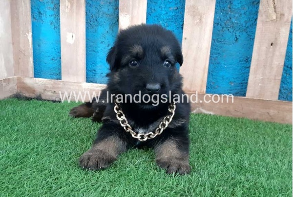 ---german-shepherd-68_5