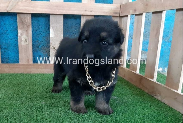 ---german-shepherd-68_6