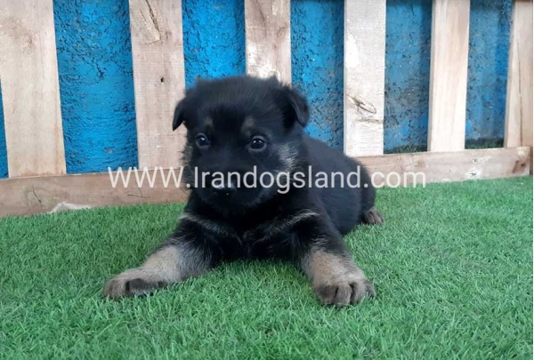 ---german-shepherd-69_10