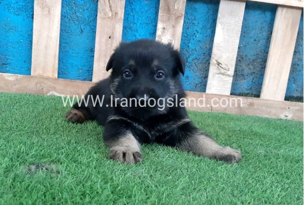 ---german-shepherd-69_11