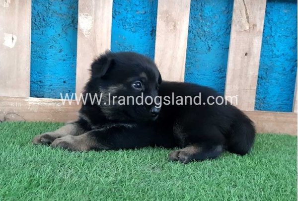 ---german-shepherd-69_2