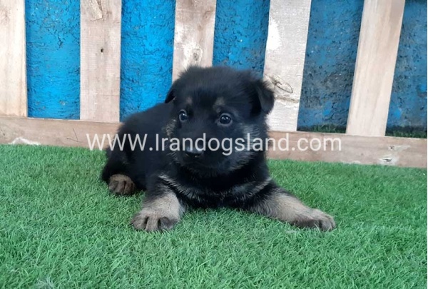 ---german-shepherd-69_3