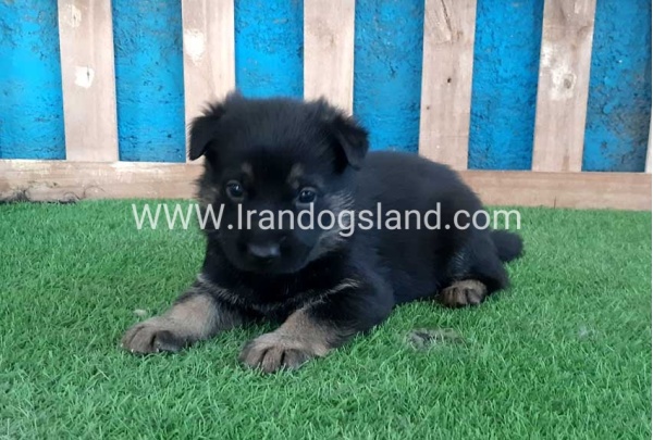 ---german-shepherd-69_4