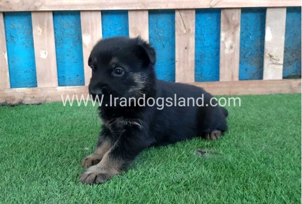 ---german-shepherd-69_5