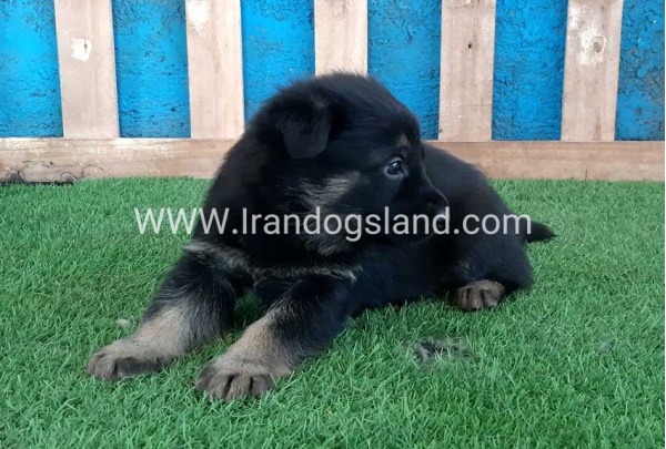 ---german-shepherd-69_6