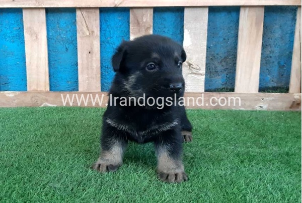 ---german-shepherd-69_9