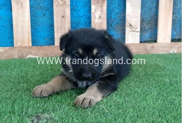 ---german-shepherd-70_1