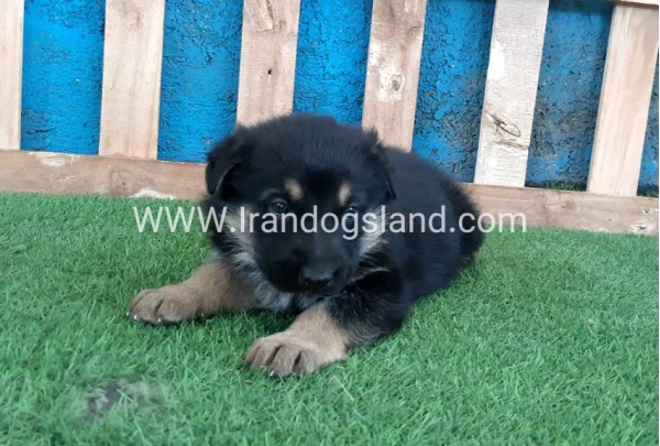 ---german-shepherd-70_10