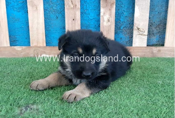 ---german-shepherd-70_2