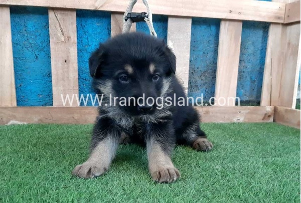 ---german-shepherd-70_3