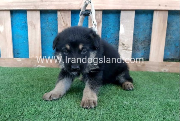 ---german-shepherd-70_4