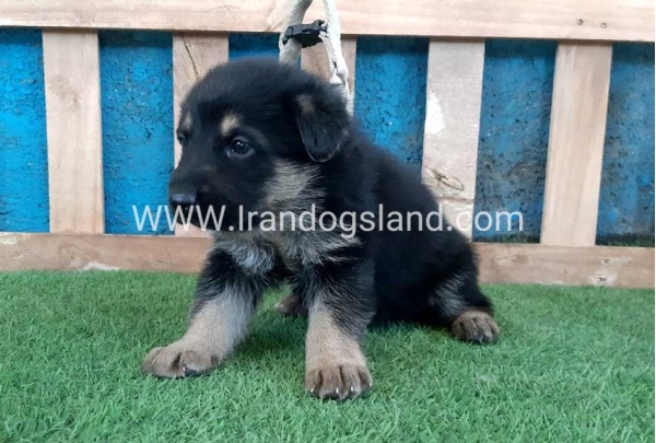 ---german-shepherd-70_5