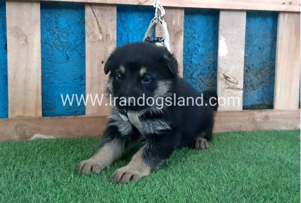 ---german-shepherd-70_8
