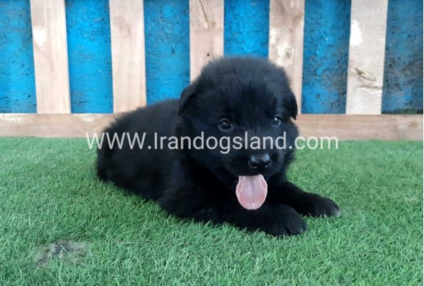 ---german-shepherd-72_6_895922935