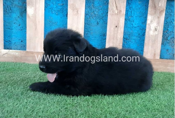---german-shepherd-72_7_250767244